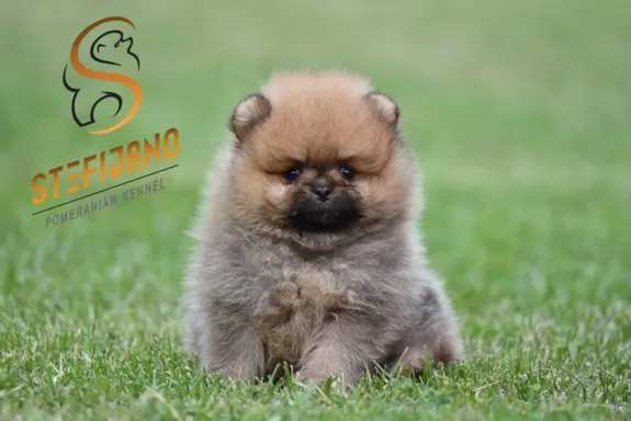 Pomeranian Spitz Szczeniaki 7