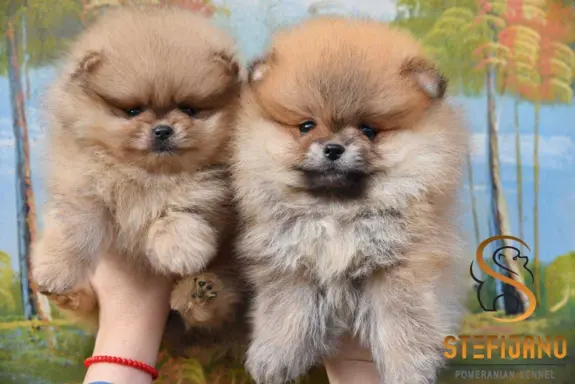 Pomeranian Spitz Szczeniaki 1