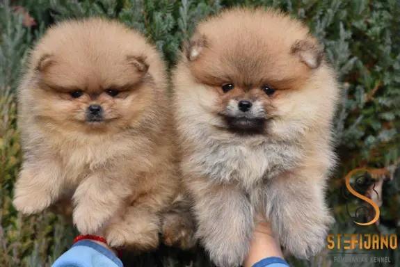 Pomeranian Spitz Szczeniaki 2