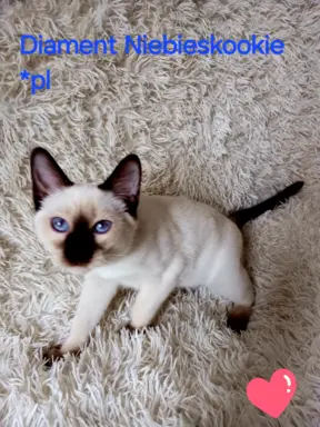 Kocurek tajski Diament z rodowodem Wcf Niebieskookie *pl 5