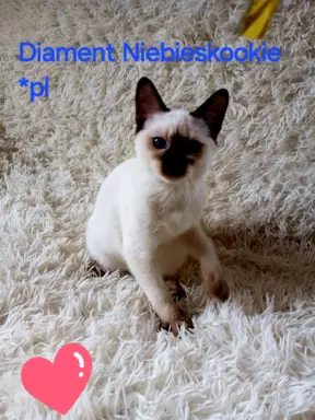 Kocurek tajski Diament z rodowodem Wcf Niebieskookie *pl 6