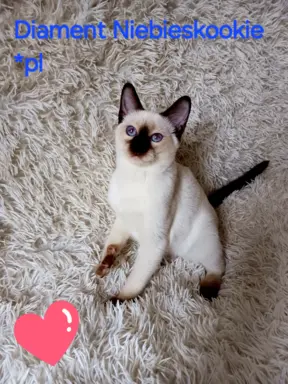 Kocurek tajski Diament z rodowodem Wcf Niebieskookie *pl 7