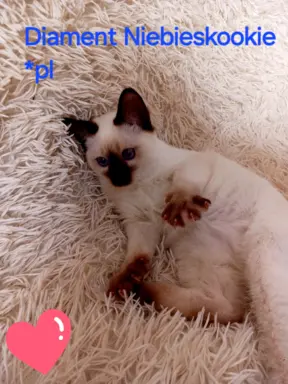 Kocurek tajski Diament z rodowodem Wcf Niebieskookie *pl 8