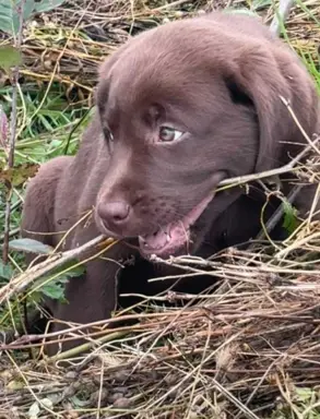 Szczenięta Czekoladowe 1