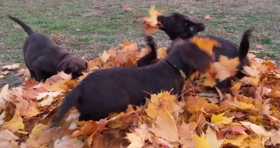 Szczenięta Czekoladowe 8