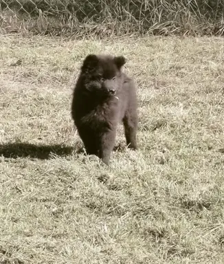 Szpic Niemiecki Duży Czarny -  jeden taki miot w Polsce!!! 1