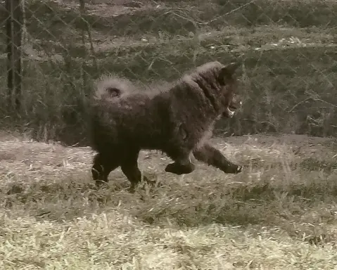 Szpic Niemiecki Duży Czarny -  jeden taki miot w Polsce!!! 3