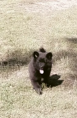 Szpic Niemiecki Duży Czarny -  jeden taki miot w Polsce!!! 2