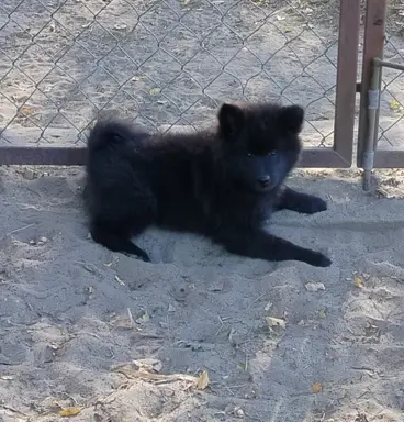 Szpic Niemiecki Duży Czarny -  jeden taki miot w Polsce!!! 5