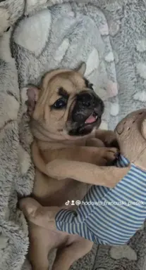 Buldog francuski szczenięta - Łódzkie 1