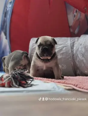 Buldog francuski szczenięta - Łódzkie 2