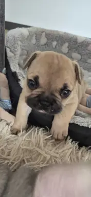 Buldog francuski szczenięta - Łódzkie 4