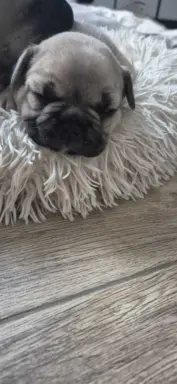Buldog francuski szczenięta - Łódzkie 7