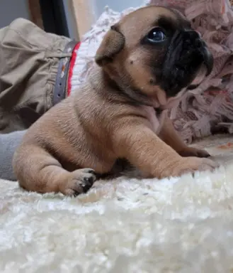 Buldog francuski szczenięta - Łódzkie 8