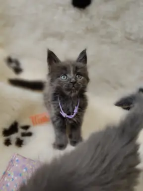 Kocurek Optimus Maine coon 1