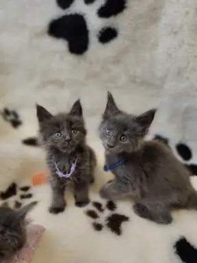 Kocurek Optimus Maine coon 2