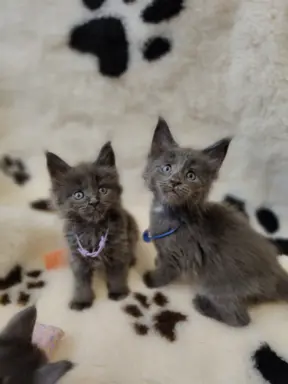 Kocurek Optimus Maine coon 3
