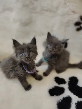 Kocurek Optimus Maine coon 4