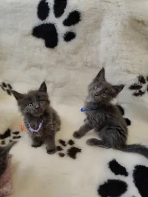 Kocurek Optimus Maine coon 5