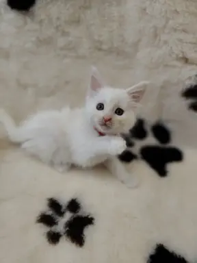 Kotka biała Maine coon Omega słysząca 1