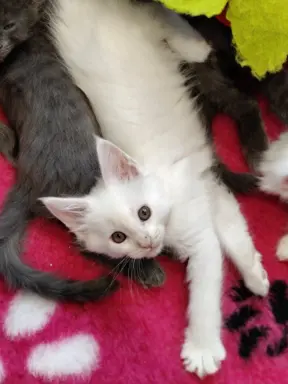 Kotka biała Maine coon Omega słysząca 2