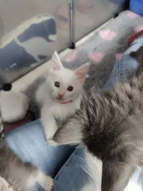 Kotka biała Maine coon Omega słysząca 3