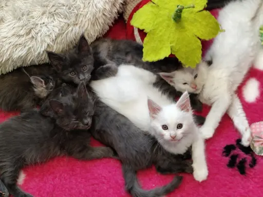 Kotka biała Maine coon Omega słysząca 4