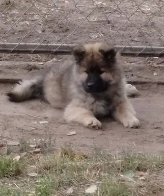 Eurasier - dostepne szczenięta 3