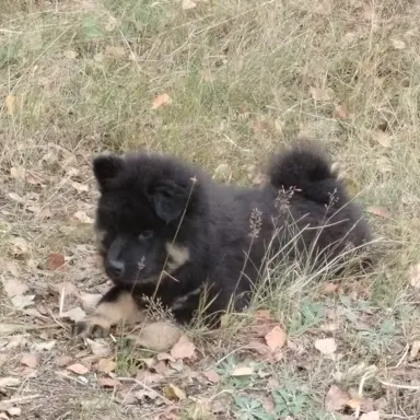 Eurasier - dostepne szczenięta 4