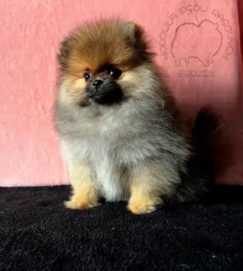 Szpic Miniaturowy, Pomeranian - suczki 1
