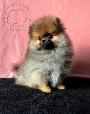Szpic Miniaturowy, Pomeranian - suczki 3