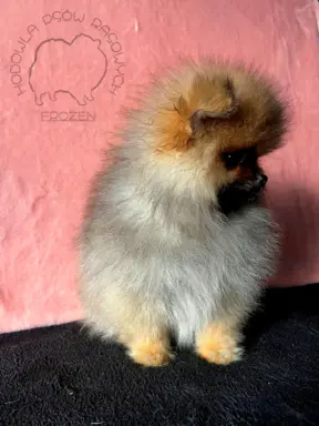 Szpic Miniaturowy, Pomeranian - suczki 5