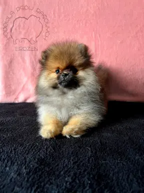 Szpic Miniaturowy, Pomeranian - suczki 4