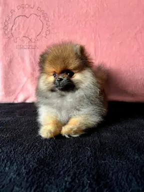 Szpic Miniaturowy, Pomeranian - suczki 2