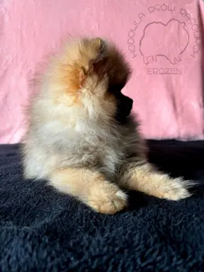 Szpic Miniaturowy, Pomeranian - suczki 10