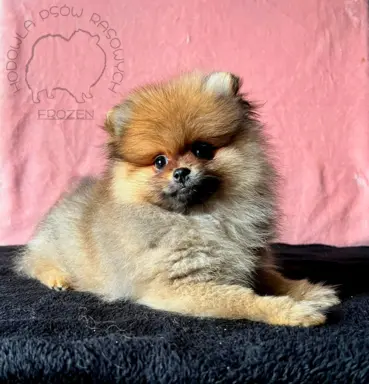 Szpic Miniaturowy, Pomeranian - suczki 6