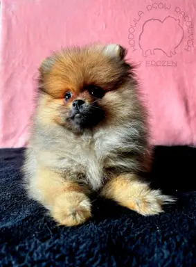 Szpic Miniaturowy, Pomeranian - suczki 7