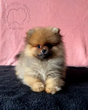 Szpic Miniaturowy, Pomeranian - suczki 9