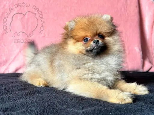 Szpic Miniaturowy, Pomeranian - suczki 8