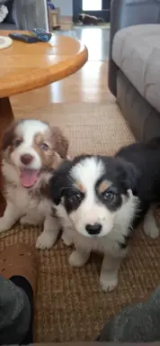 Szczenię rasy border collie 2