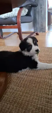 Szczenię rasy border collie 3