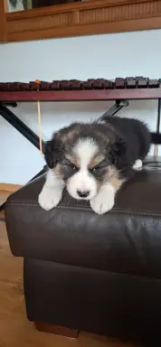 Szczenię rasy border collie 5