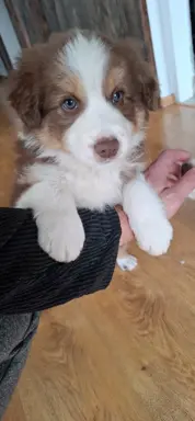 Szczenię rasy border collie 1