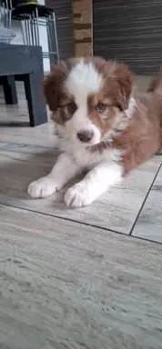 Szczenię rasy border collie 4