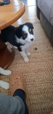 Szczenię rasy border collie 6