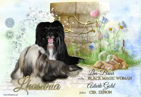 Cudne psy tybetańskie - Lhasa Apso 1