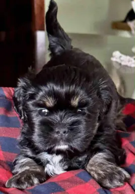 Cudne psy tybetańskie - Lhasa Apso 2