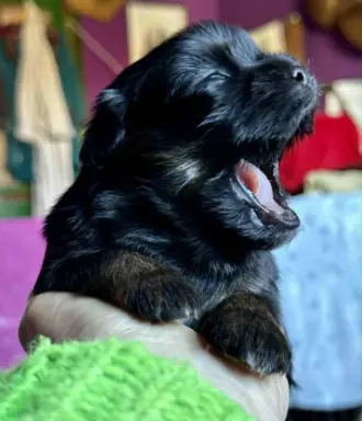 Cudne psy tybetańskie - Lhasa Apso 3