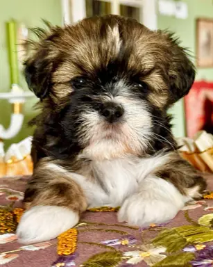 Cudne psy tybetańskie - Lhasa Apso 4