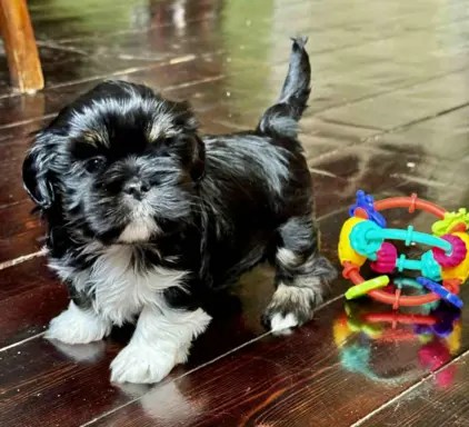 Cudne psy tybetańskie - Lhasa Apso 5